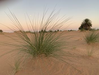 Plants growing on land against sky during sunset