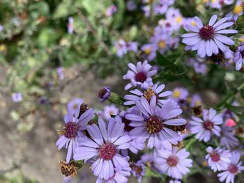 Close-up of insect on purple flowering plant