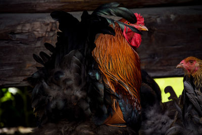 Close-up of rooster