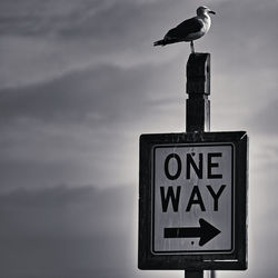 Low angle view of seagull perching on a sign