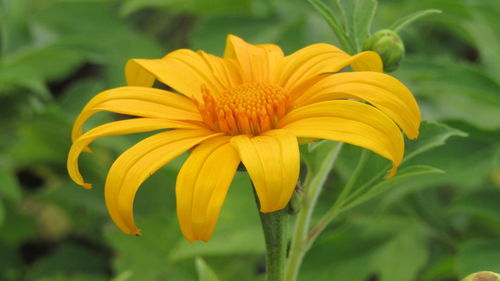 Close-up of yellow flowering plant