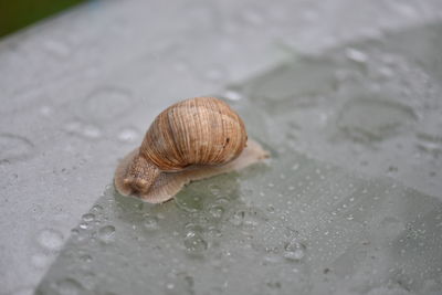 Close-up of snail on water