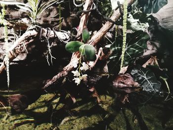 High angle view of flowering plants on land