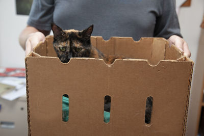 Full length of a cat in box