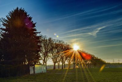 Sun shining through trees on grassy field