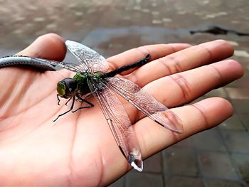 Close-up of insect on hand