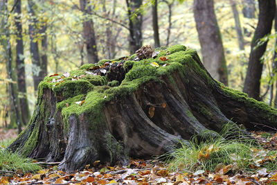 Close-up of moss growing on tree stump in forest