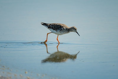 Immature ruff wades in shallows with reflection