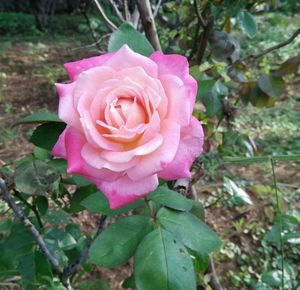 Close-up of pink rose