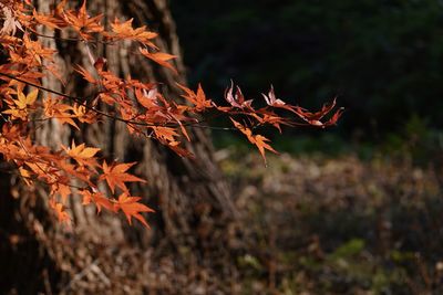 Deep autumn