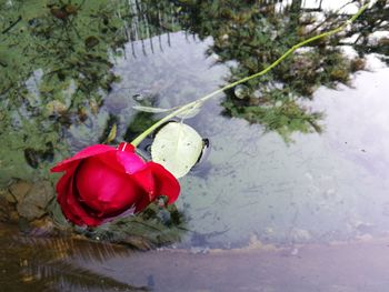 High angle view of red flowers blooming in water