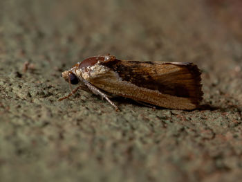 Close-up of insect on ground