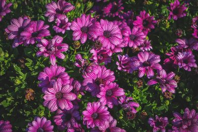 High angle view of pink flowers