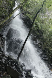 Scenic view of waterfall in forest