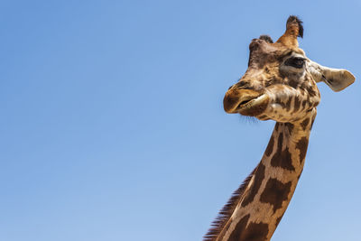 Low angle view of giraffe against clear blue sky