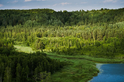 Scenic view of forest against sky