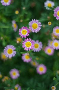 Close-up of daisy blooming outdoors