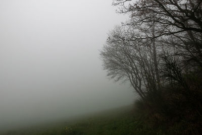 Bare trees on landscape against sky