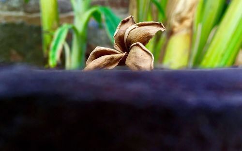 Close-up of flower on plant