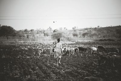 View of horse on field against sky