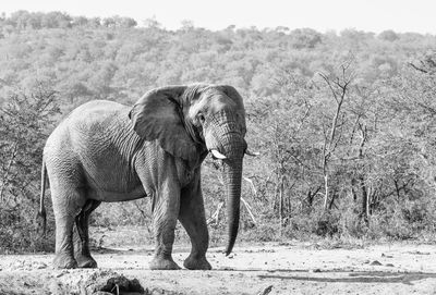 Elephant standing on field