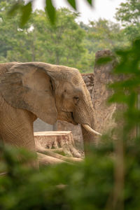 View of elephant in sunlight