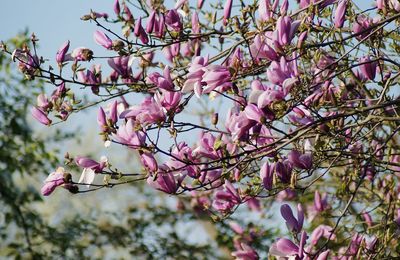 Low angle view of cherry blossom