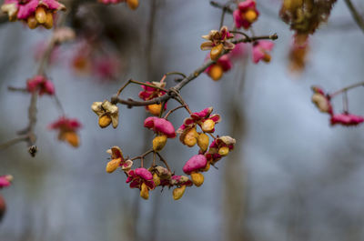 Close-up of pink cherry blossoms on branch