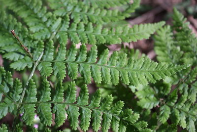 Full frame shot of green leaf