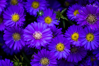 Close-up of purple flowering plants