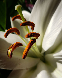 Close-up of white day lily plant