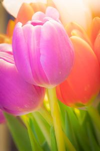 Close-up of pink tulips