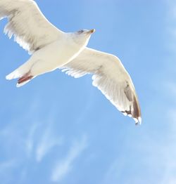 Low angle view of seagull flying