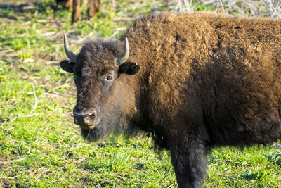 Close-up portrait of a bison