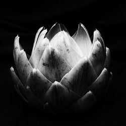 Close-up of fruit against black background