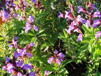 Close-up of purple flowering plants