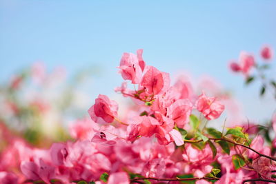 Close-up of pink cherry blossom flowers