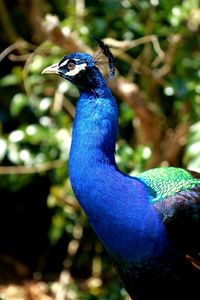 A male indian blue peacock 