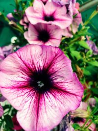 Close-up of pink flowering plant