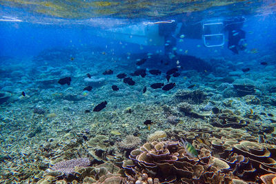 Fish swimming in sea