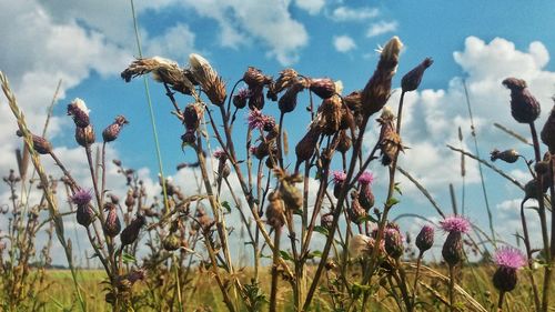 Close-up of thistle flowers against sky