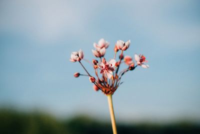 Close-up of flowers