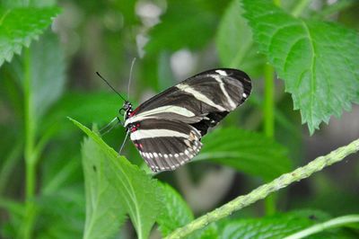 Butterfly on leaf