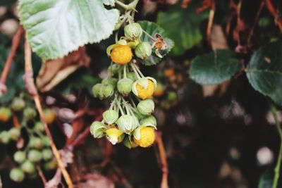 Close-up of fruit growing on plant