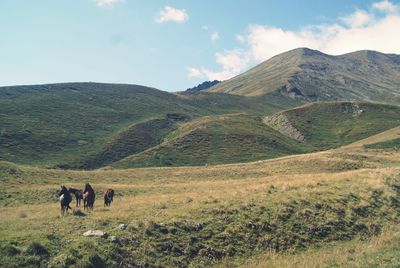 Horses in a field