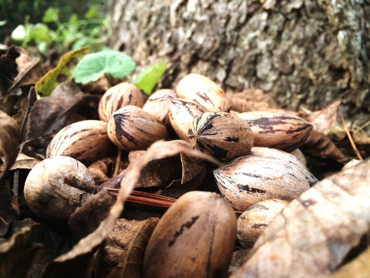 close-up, stack, focus on foreground, log, textured, wood - material, nature, outdoors, day, deforestation, selective focus, brown, rusty, no people, firewood, large group of objects, abundance, field, old, lumber industry