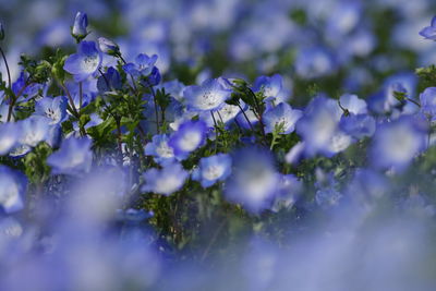 Close-up of purple flowering plants