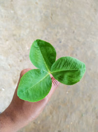 Close-up of hand holding leaves