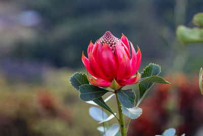 Close-up of pink flower blooming outdoors