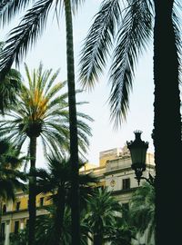 Low angle view of palm trees against sky